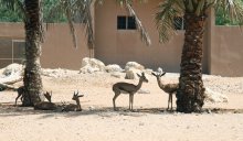 зоопарк Дубая / Мы были в зоопарке, когда стояла жара+40 и многие животные проводили время в тени или у воды. Зоопарк очень красивый и по нему можно кататься группой на электромобиле.