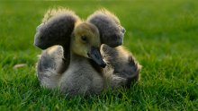 ~_*_~ / baby goose