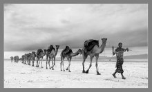 Азалаи... / Азалаи....Соляные Караваны....иногда до 100 верблюдов в цепочке....
Соль в Африке всегда была на вес золота,и ее часто так и называли - Белое Золото.
Добычей и транспортировкой соли испокон веков занимались определенные кланы- в Мали и Нигере это туареги, кочевой народ Сахары, в Эфиопии -афары и тиграи.
Этот караван я сфотографировала в самом труднодоступном и не гостеприимном месте северо-восточной  Африки - низменности Данакили, на Соленом озере Ассаль.

http://www.photosight.ru/photos/4098799/?from_member

Большую часть года температура воздуха достигает здесь +60 градусов. Но добыча и вывоз соли не прекращаются ни на 1 день......И идут караваны....из города  они везут продукты и товары, а назад идут груженные плитами соли. Каждый верблюд несет до 160 кг, и через 10 дней он может заработать всего....6....долларов!

Ни одна фотография не может передать то, что ты чувствуешь, увидев такой караван....
Застрявшие во времени.....Азалаи!


видео можно посмотреть тут:

http://www.youtube.com/watch?v=vTlN0irUsDY

а почитать-тут:
http://vikaspb.livejournal.com/65179.html#cutid1