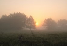 В тумане / Утро. Пойма р. Березины