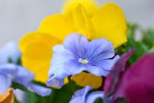 Floral Miniature / simple garden flowers