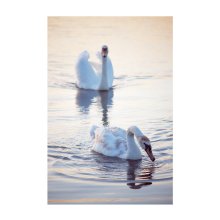swan song / на Цнянке на закате