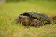 nesting turtle / ...был бы признателен ,если кто-нибудь может инденфицировать этот вид черепахи