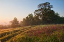 Цветочная поляна / В утреннем свете