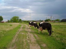 Коровы или жизнь в деревне. / Домашние животные возвращаются домой.