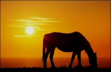 Above the sea / A horse grazing high above the sea on the cliffs of Normandy.