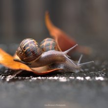Snail Love / ***