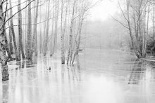 Water&amp;Forest / Весеннее утро