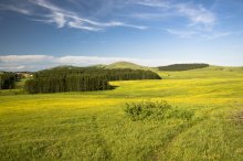 Полевые и лесные / Полевые и лесные