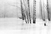 Water&amp;Forest II / Речушка Волма, подпертая бобровой плотиной - поэтому течения практически нет. Фото сделано в мае, когда было цветение берез и ольхи.