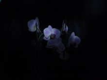 Орхидея / В темноте...