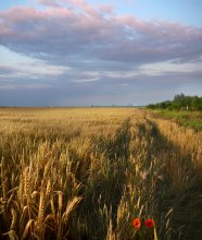 Летнее цветонасыщение / Пиршество красок, бокатство запахов, радуга для глаз...