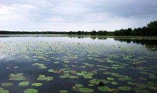 Царство кувшинок / _______________*