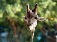 жираф / Снимок сделан в зоопарке Валенсии.