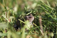 &nbsp; / Случайно увидела лягушку в траве, решила сфотографировать