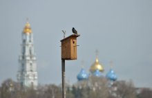 Скворец... / Скворец на фоне Свято-Троицкой Сергиевой Лавры )