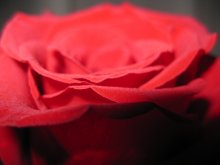 роза / вестница любви признания