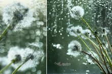 dandelions and rain / ======
