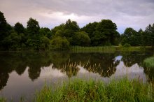 &nbsp; / Дрозды