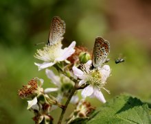 butterflies / __________