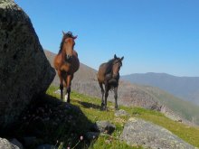 Приятели / Кавказские горные кони,привыкшие ходить
  по тропе, идущей по самому краю крутых
 обрывов  [Репост]