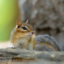 Chipmunk / бурундук