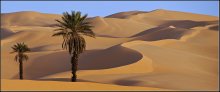 Быть может, Бог и сотворил пустыню для того, чтобы человек улыбался деревьям. / Ливия. Сахара.