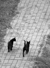 &nbsp; / &quot;говорят, не повезёт, если чёрный кот дорогу перейдёт...&quot; 
(но я не верю) 
а если их два... то это вообще супер везение  : )