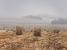 Скоро осень / Если кто-либо захочет посоветовать перевод в ч/б, сообщаю: пробовал - хуже.