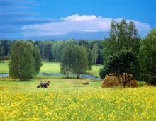 Поле сурепки / За деревней