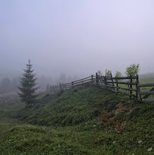 Про елочку в тумане... / Закарпатье...Раннее туманное утро. Одинокая елочка и изгороди, которые растут...Удивительный, красивый и благодатный край....