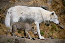 wolf mama &amp; pup / Mackenzie Valley Wolf ..Макензийский равнинный волк, также известный как Волк Скалистых гор, Аляскинский волк или Канадский волк — вероятно, самый большой подвид волка в Северной Америке