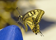 Butterfly / Butterfly.