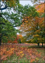 London. Richmond Park. Краски осени / Ричмонд Парк в пригороде Лондона - совершенно сказочное место, а осенью - просто рай! Парк занимает территорию в 955 гектаров и является крупнейшим парком Англии (а говорят, что и всей Европы). По нему свободно шатаются более 600 оленей. Парку уже 375 лет.