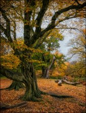 Richmond Park. Краски осени #11 / и снова Ричмонд-парк... бесконечно разный, фактурный, осенний, сказочный...