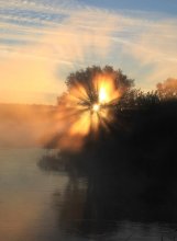 Солнечное дерево... / туманное утро