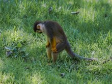 Где же шекель? / jerusalem zoo