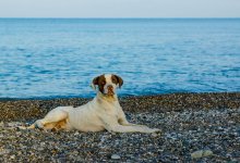 Собака и море / Собака и море