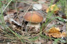 &nbsp; / Грибное 2012