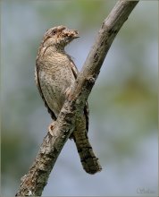 Сладости для птенцов / Обыкновенная вертишейка (лат. Jynx torquilla) — мелкая птица с длинной подвижной шеей, относимая к семейству дятловых, однако по внешнему виду и поведению больше похожая на воробьиных птиц, нежели чем на типичных дятлов. С последними вертишейку объединяют прежде всего характерное строение ног — два пальца обращены назад и два вперёд, и длинный клейкий язык, а также волнообразный характер полёта. Перелётная птица, зимует в Африке и на юге Азии. Основной корм — муравьи и их куколки, а также другие мелкие насекомые. Свои гнёзда не выдалбливает, но занимает брошенные дупла других дятлов либо выгоняет из них уже начавших гнездиться воробьиных птиц.