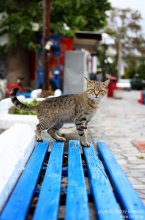 Котэ / бездомный греческий кот