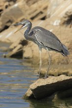 Крик серой цапли / Серая цапля (лат. Ardea cinerea) — крупная болотная птица семейства цаплевых, распространённая в Евразии и Африке.