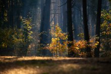 .......Ощущение тишины........ / Осенняя пора... Можно часами сидеть и смотреть, как свет гуляет по лесу:)