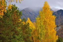 Осень золотая / ***