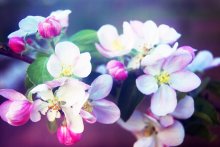 pink blur / цветы яблони