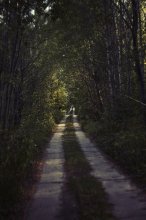 Дорога в лесу / пейзаж, наверное