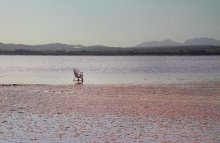 ()() / Испания. Вблизи от города Торревьеха. Странное, пустынное и безжизненное соленое озеро.Где соляные отложения на берегу , да и сама вода розового цвета.