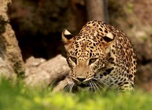 Леопард / Зоопарк Валенсии, Испания
