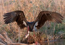 Черный аист / Черный аист — одна из самых редких птиц в мире. Несмотря на широкий ареал обитания, количество этих птиц продолжает оставаться очень низким.