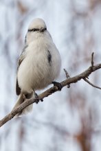 князёк / Белая лазоревка или князёк (лат. Cyanistes cyanus) — небольшая певчая птица семейства синицевых, распространённая преимущественно в Европе восточнее Белоруссии, южной Сибири и Средней Азии. Ведёт оседлый образ жизни, в зимнее время кочует в пределах гнездового ареала.

Близкая родственница обыкновенной лазоревки, по сравнению с которой легко выделяется белой, а не голубой шапочкой перьев на голове. Другая особенность этого вида — более скрытный образ жизни в сезон размножения: большую часть времени она проводит по берегам водоёмов в зарослях кустарника или тростника, в густом подлеске лиственного или смешанного леса, по заросшим участкам болот. Питается мелкими насекомыми и пауками, а зимой также ягодами и семенами растений. Гнездится с апреля по июнь.

На большей части территории редкая птица. Европейский подвид C. c. cyanus включён в Красные книги России (IV категория, спорадически распространенный подвид) и Белоруссии (III категория, уязвимый вид), а также региональные Красные книги. Кроме того, белая лазоревка занесена в Приложение 2 Бернской Конвенции об охране дикой фауны и флоры и природных сред обитания в Европе.